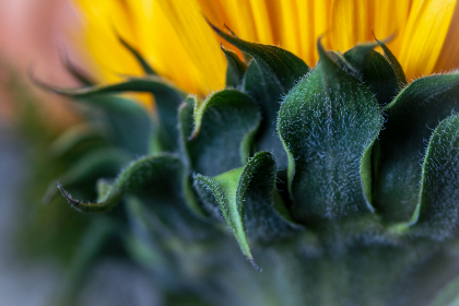 欧美熟女 欧美熟女