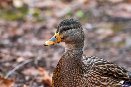 国产日韩久久久久精品影院 国产日韩久久久久精品影院