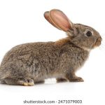 国产无码看片 v6ixul3a