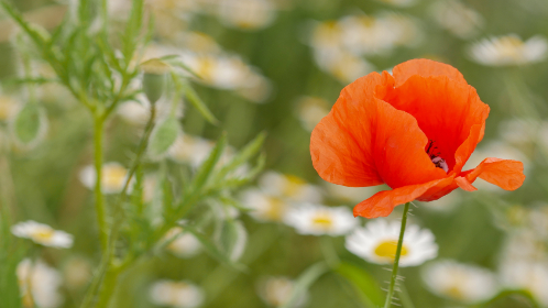 快手短视频平台：如何利用创意内容吸引更多粉丝