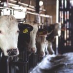 勇者大战魔物娘全攻略:从新手到高手的必备指南 p7q83w0z7q