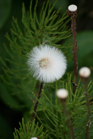 探索Mozhatu:揭示其背后的文化与历史 探索Mozhatu:揭示其背后的文化与历史