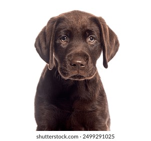 探索精彩漫画网站，畅享无限漫画世界